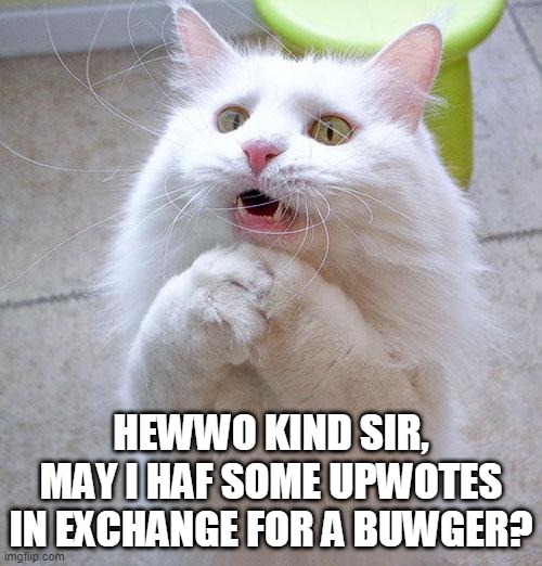pwease? :3 | HEWWO KIND SIR, MAY I HAF SOME UPWOTES IN EXCHANGE FOR A BUWGER? | image tagged in begging cat | made w/ Imgflip meme maker