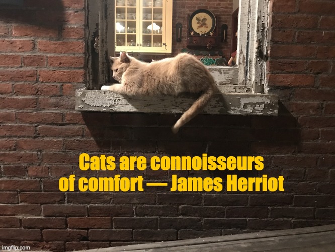 Cat at Night | Cats are connoisseurs of comfort ― James Herriot | image tagged in cat at night,cat,cute cat,relaxed cat,cat on windowsill,cat on window | made w/ Imgflip meme maker