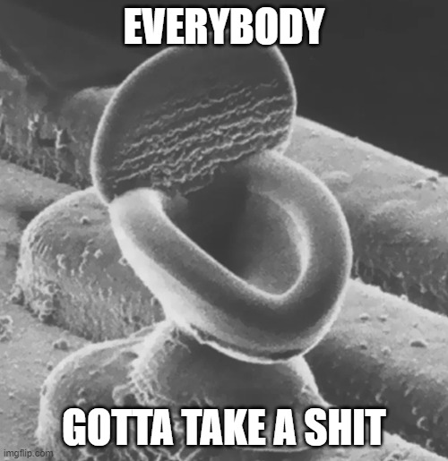 Microscopic toilet | EVERYBODY; GOTTA TAKE A SHIT | image tagged in memes,toilet,funny memes,funny meme | made w/ Imgflip meme maker