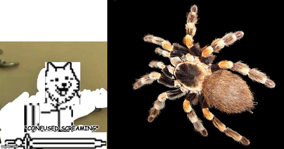 haha spider go brrrrrr | image tagged in confused screaming lesser dog | made w/ Imgflip meme maker