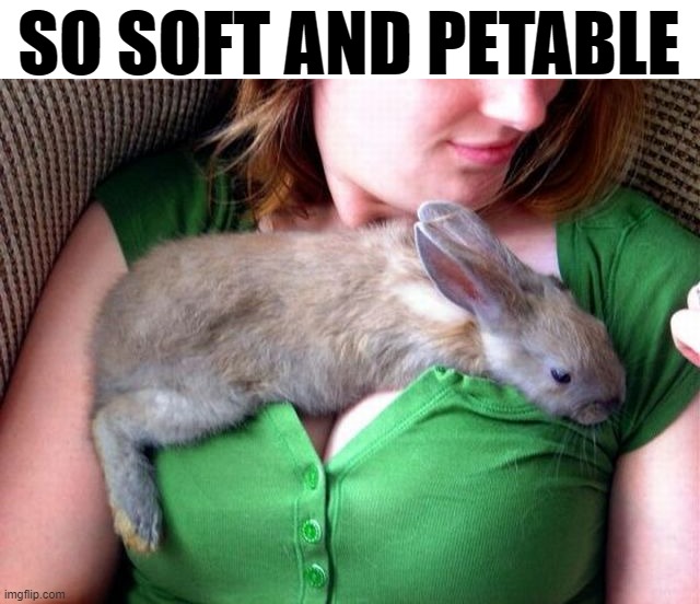 SO SOFT AND PETABLE | image tagged in bunny | made w/ Imgflip meme maker