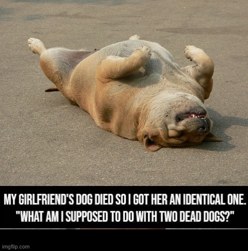 Dog Playing Dead | image tagged in dog playing dead,dark humor | made w/ Imgflip meme maker