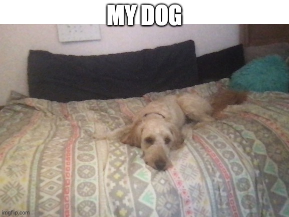 this is my dogo | MY DOG | image tagged in doge | made w/ Imgflip meme maker