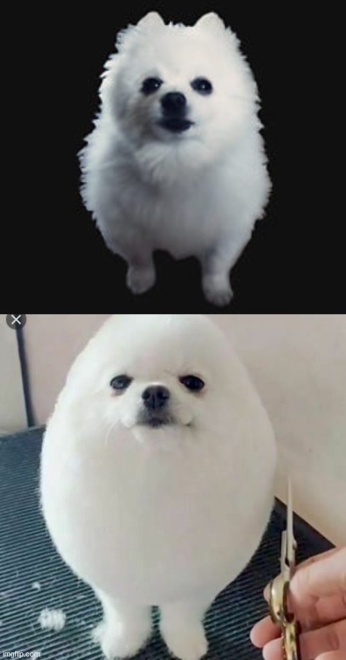 anyone see the resemblance? | image tagged in gabe the dog,eggdog,they are,the same dog | made w/ Imgflip meme maker