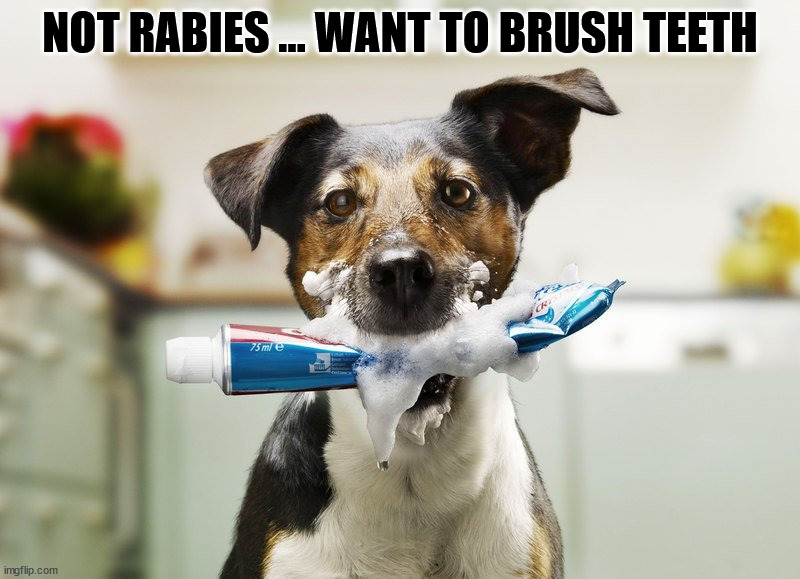 NOT RABIES ... WANT TO BRUSH TEETH | image tagged in dogs | made w/ Imgflip meme maker