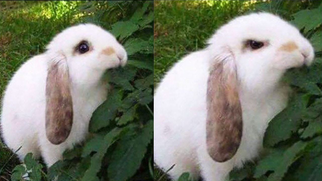 High Quality Bunny Biting Leaf Blank Meme Template