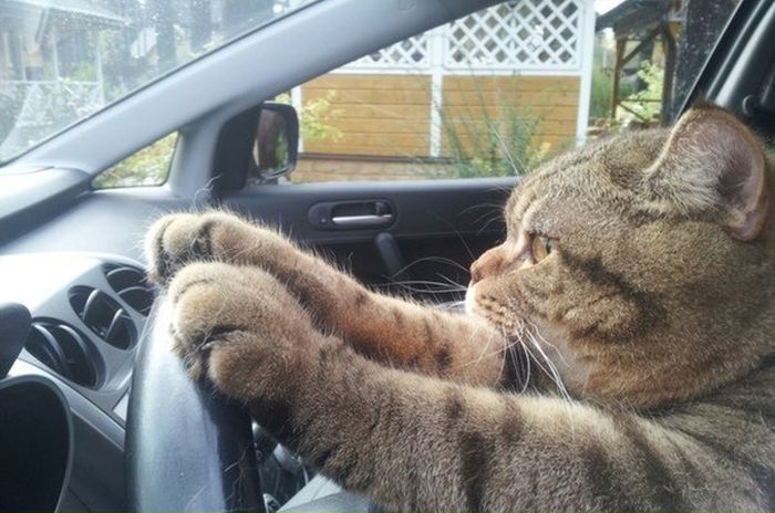 Driving cat Blank Meme Template