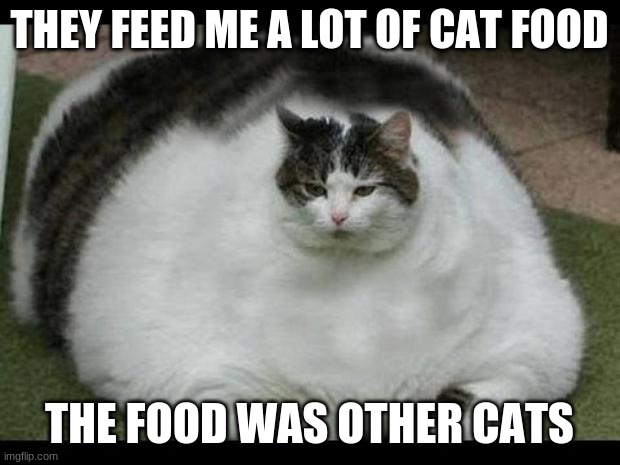 hehe | THEY FEED ME A LOT OF CAT FOOD; THE FOOD WAS OTHER CATS | image tagged in fat cat 2,funny memes | made w/ Imgflip meme maker