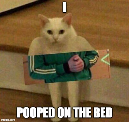 what | image tagged in what,cat,goteem | made w/ Imgflip meme maker