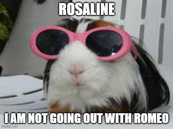Funny animals | ROSALINE; I AM NOT GOING OUT WITH ROMEO | image tagged in funny animals | made w/ Imgflip meme maker