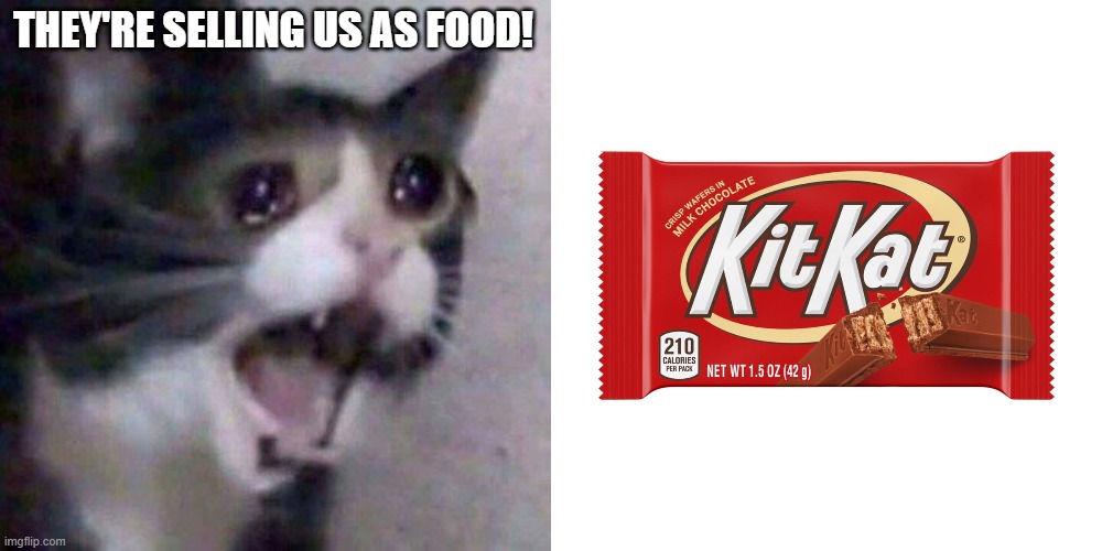 THEY'RE SELLING US AS FOOD! | image tagged in screaming cat meme | made w/ Imgflip meme maker