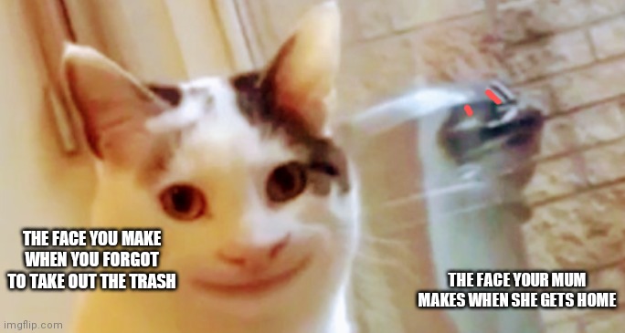 Don't forget to take out the trash | THE FACE YOU MAKE WHEN YOU FORGOT TO TAKE OUT THE TRASH; THE FACE YOUR MUM MAKES WHEN SHE GETS HOME | image tagged in cats | made w/ Imgflip meme maker