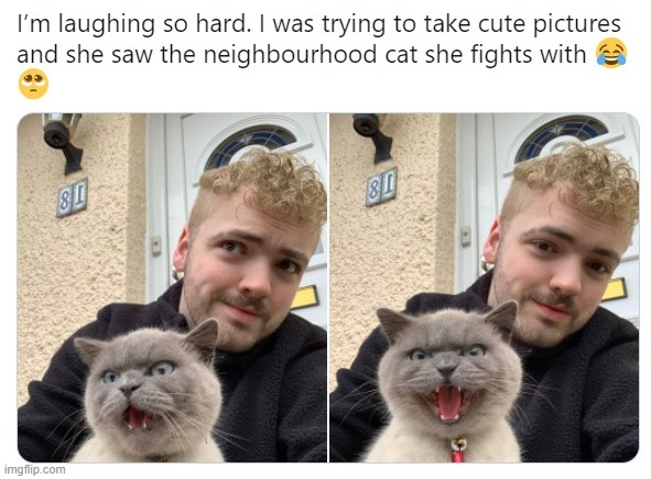 hah | image tagged in cats,cat,grumpy cat,repost,funny cat,funny cat memes | made w/ Imgflip meme maker