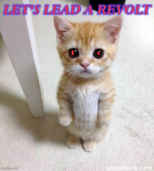 Cute Cat Meme | LET'S LEAD A REVOLT | image tagged in memes,cute cat | made w/ Imgflip meme maker