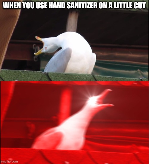 Screaming bird | WHEN YOU USE HAND SANITIZER ON A LITTLE CUT | image tagged in screaming bird | made w/ Imgflip meme maker