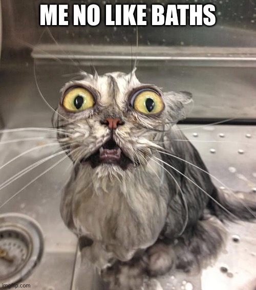 Wet cat | ME NO LIKE BATHS | image tagged in cats | made w/ Imgflip meme maker