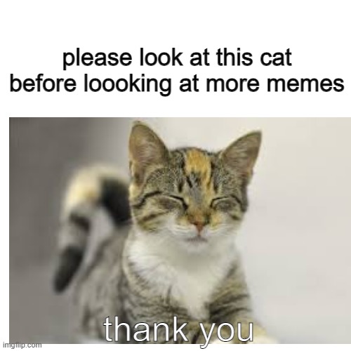 please look at this cat before loooking at more memes; thank you | image tagged in cat | made w/ Imgflip meme maker