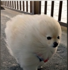 High Quality Wind dog Blank Meme Template