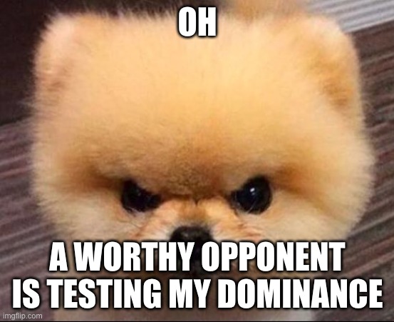 cute angry dog | OH A WORTHY OPPONENT IS TESTING MY DOMINANCE | image tagged in cute angry dog | made w/ Imgflip meme maker