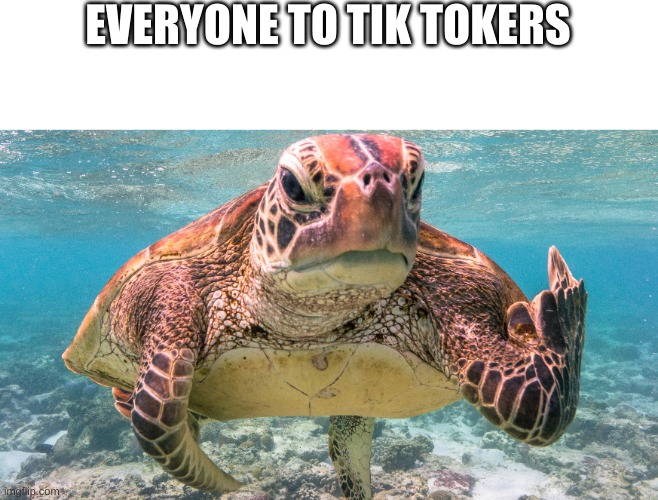imgflip community | EVERYONE TO TIK TOKERS | image tagged in turtles,lol | made w/ Imgflip meme maker