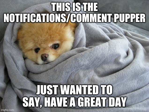 Bundled up Doggo | THIS IS THE NOTIFICATIONS/COMMENT PUPPER JUST WANTED TO SAY, HAVE A GREAT DAY | image tagged in bundled up doggo | made w/ Imgflip meme maker