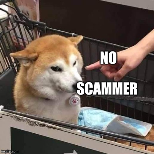 No horny | NO SCAMMER | image tagged in no horny | made w/ Imgflip meme maker