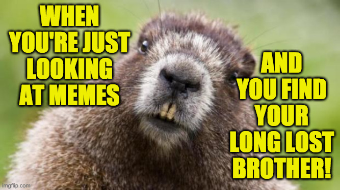Mr Beaver | WHEN YOU'RE JUST
LOOKING AT MEMES AND YOU FIND YOUR LONG LOST BROTHER! | image tagged in mr beaver | made w/ Imgflip meme maker