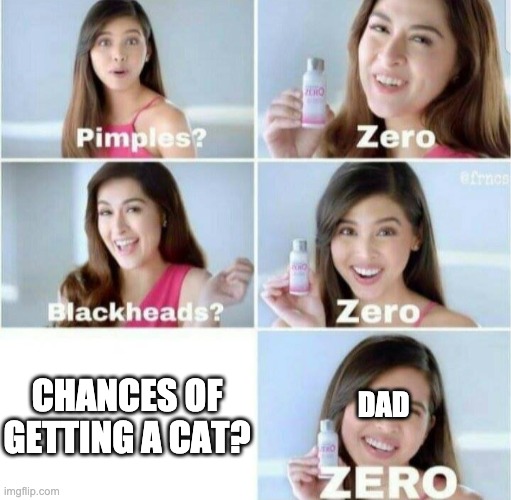 Pimples, Zero! | DAD; CHANCES OF GETTING A CAT? | image tagged in pimples zero,cat | made w/ Imgflip meme maker