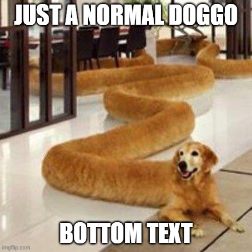 he long af | JUST A NORMAL DOGGO; BOTTOM TEXT | image tagged in long boi | made w/ Imgflip meme maker