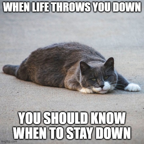 my life | WHEN LIFE THROWS YOU DOWN; YOU SHOULD KNOW WHEN TO STAY DOWN | image tagged in cat | made w/ Imgflip meme maker