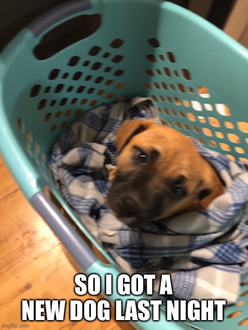 Also good morning | SO I GOT A NEW DOG LAST NIGHT | made w/ Imgflip meme maker