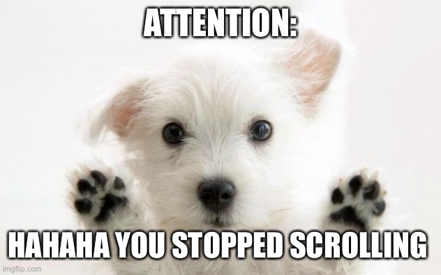 cute dog | ATTENTION:; HAHAHA YOU STOPPED SCROLLING | image tagged in cute dog | made w/ Imgflip meme maker