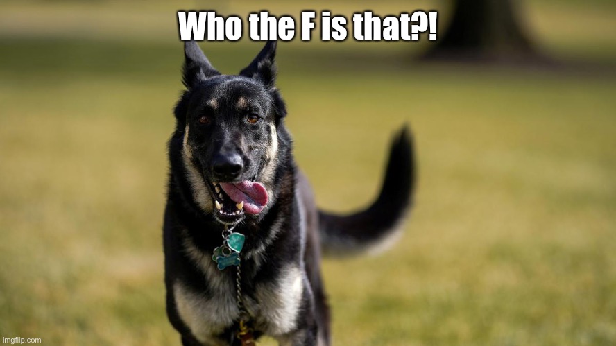 BIDEN DOG-1 | Who the F is that?! | image tagged in biden dog-1 | made w/ Imgflip meme maker