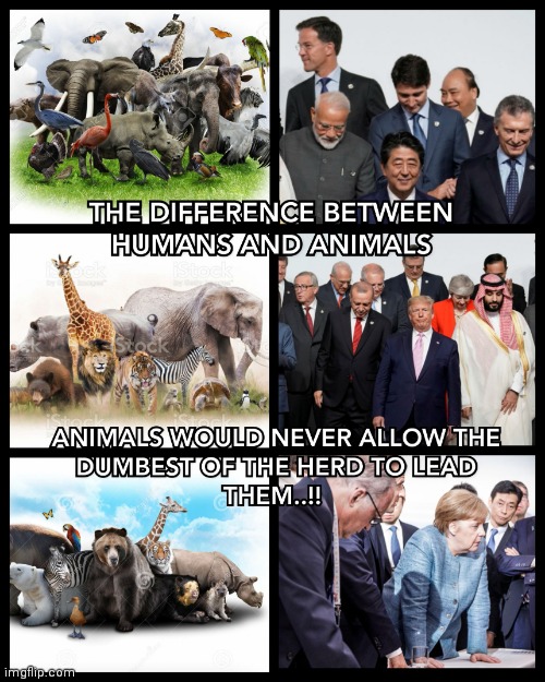 THE DIFFERENCE BETWEEN HUMANS AND ANIMALS..? | image tagged in know the difference,humans,animals,memes,leadership,dumbest | made w/ Imgflip meme maker