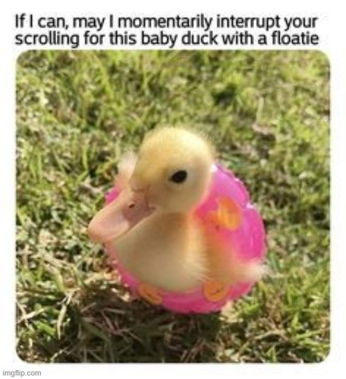Have a wonderfull day :> | image tagged in happy,ducky,summer,cute | made w/ Imgflip meme maker