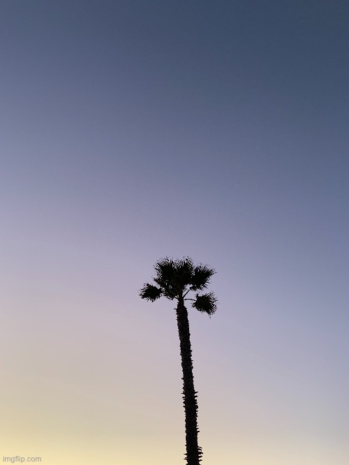 My last picture on this stream blew up so I thought I’d post another. Here’s a palm tree at dusk. | made w/ Imgflip meme maker