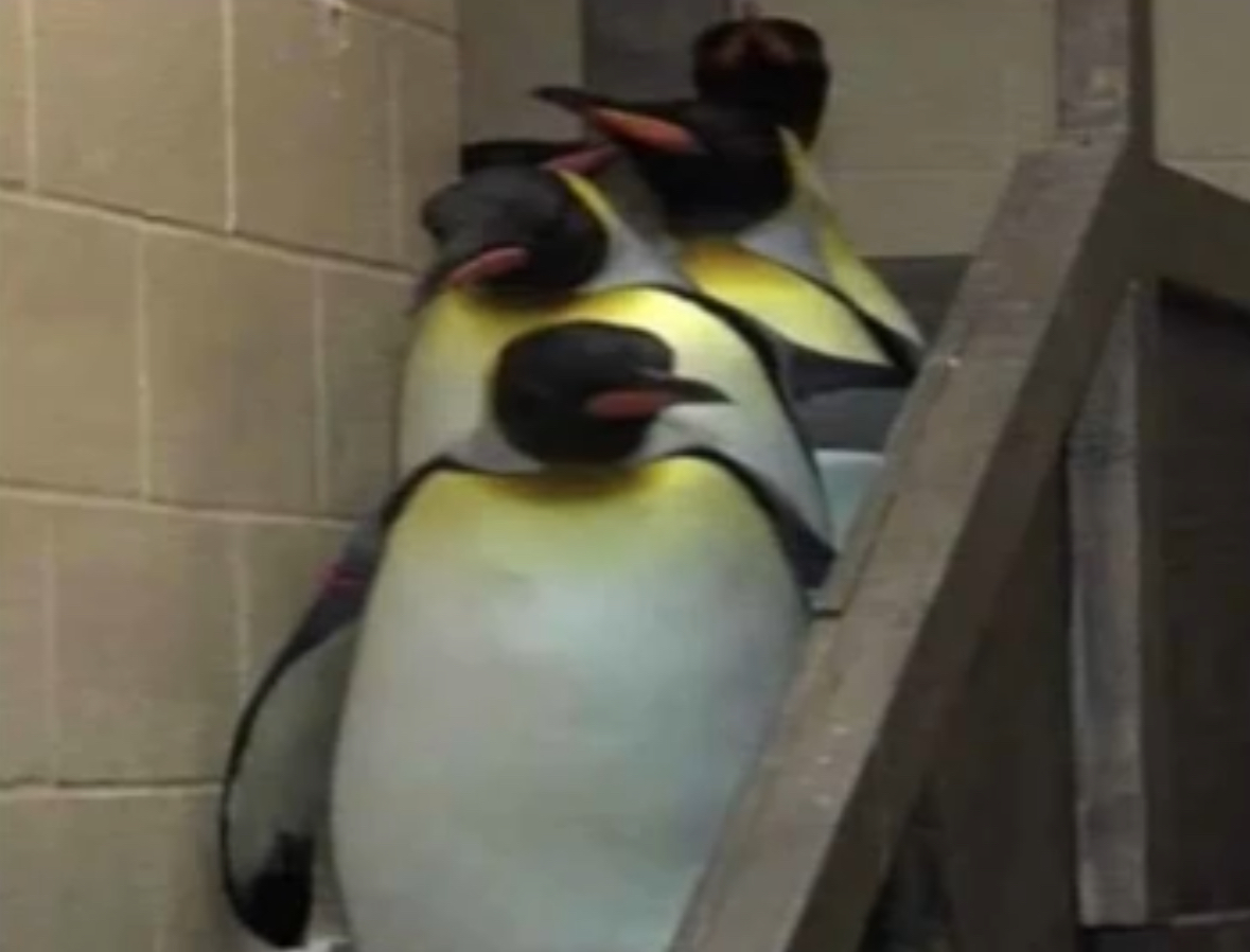 High Quality Penguins going to principal office Blank Meme Template