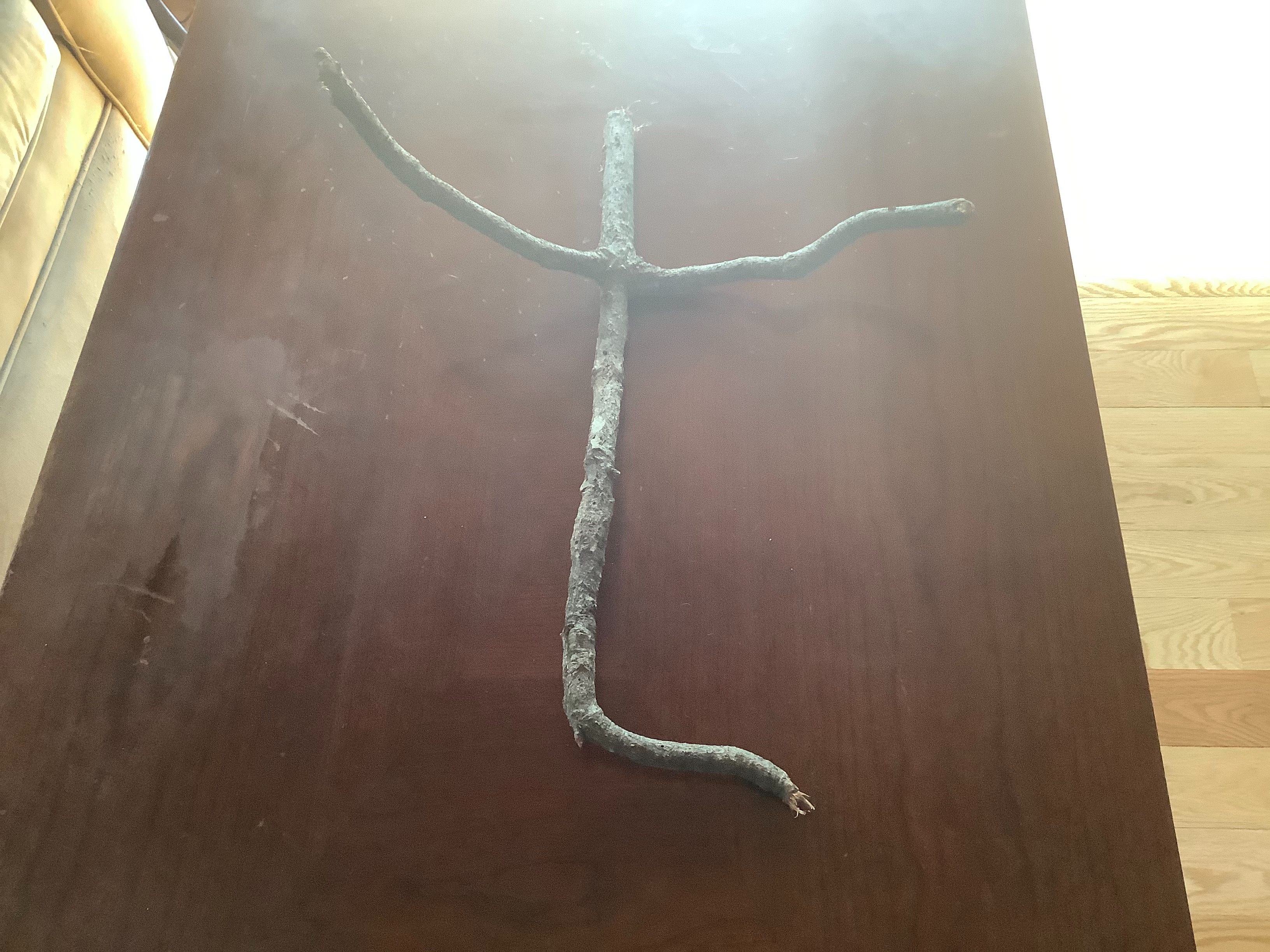 Just a tree branch I found during a walk with my dog | made w/ Imgflip meme maker