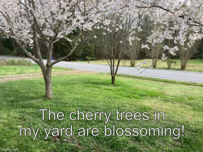 The cherry trees in my yard are blossoming! | made w/ Imgflip meme maker