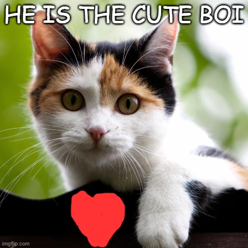 The cute Boi | HE IS THE CUTE BOI | image tagged in cute cats | made w/ Imgflip meme maker