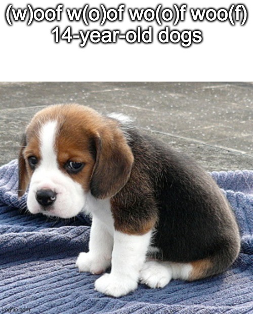 sad dog | (w)oof w(o)of wo(o)f woo(f)
14-year-old dogs | image tagged in sad dog | made w/ Imgflip meme maker