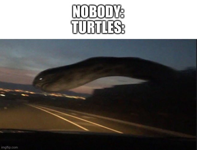these memes are getting out of hand | NOBODY:
TURTLES: | image tagged in memes,wtf,bruh | made w/ Imgflip meme maker