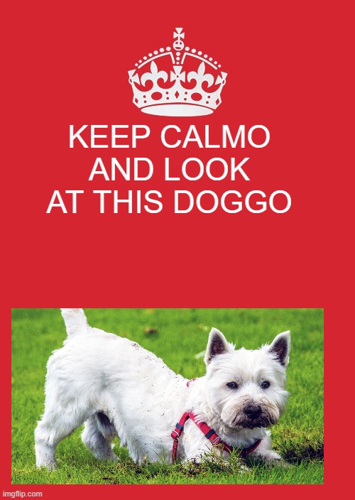 Keep Calm And Carry On Red | KEEP CALMO AND LOOK AT THIS DOGGO | image tagged in memes,keep calm and carry on red | made w/ Imgflip meme maker