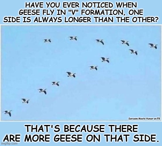 Learn Something New! | HAVE YOU EVER NOTICED WHEN GEESE FLY IN "V" FORMATION, ONE SIDE IS ALWAYS LONGER THAN THE OTHER? Sarcasm Meets Humor on FB; THAT'S BECAUSE THERE ARE MORE GEESE ON THAT SIDE. | image tagged in geese,birds,flying,wildlife | made w/ Imgflip meme maker