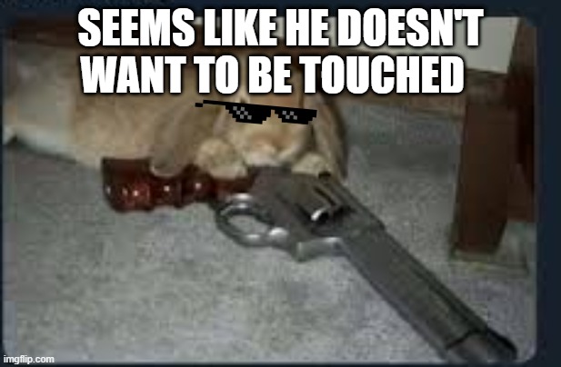 bunny gun | SEEMS LIKE HE DOESN'T WANT TO BE TOUCHED | image tagged in bunny gun | made w/ Imgflip meme maker