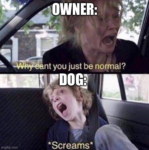 Why Can't You Just Be Normal | OWNER: DOG: | image tagged in why can't you just be normal | made w/ Imgflip meme maker