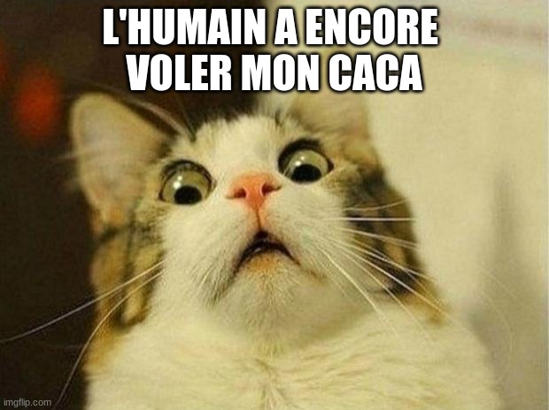 Scared Cat Meme | L'HUMAIN A ENCORE 
VOLER MON CACA | image tagged in memes,scared cat | made w/ Imgflip meme maker