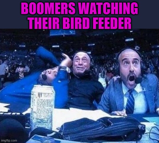 Boomer Humor | BOOMERS WATCHING THEIR BIRD FEEDER | image tagged in boomers,humor | made w/ Imgflip meme maker