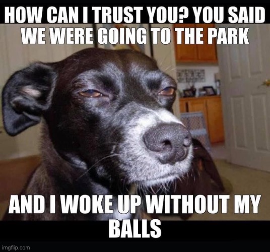 Balless dog | image tagged in funny memes | made w/ Imgflip meme maker