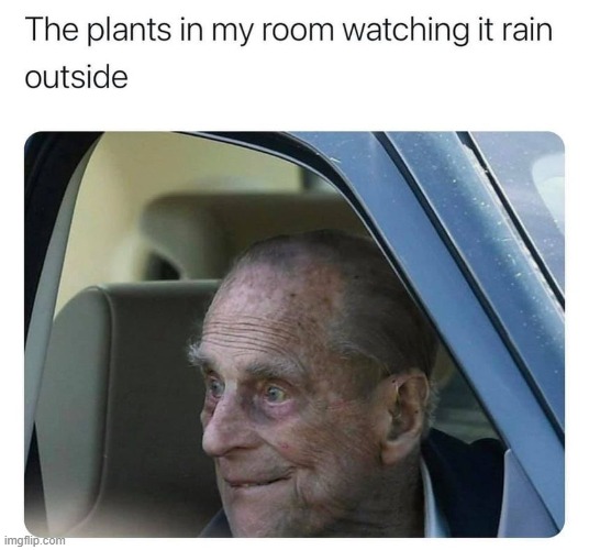 poor plants | image tagged in plants,plant,repost,reposts are awesome,rain,outside | made w/ Imgflip meme maker